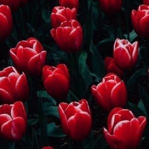 Meet your Posher, Carly